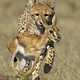 Illustration for article titled Caturday - Acinonyx jubatus Edition